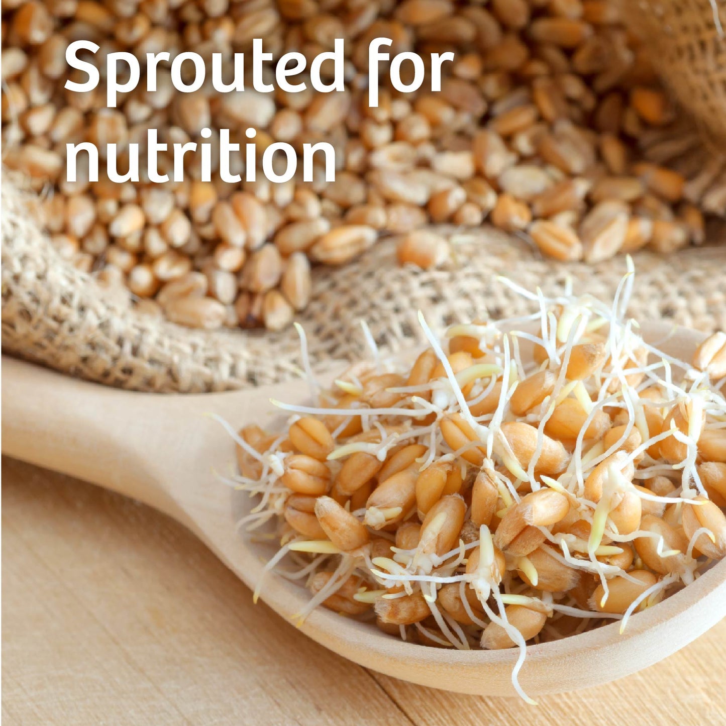 Little Big Bread® Sprouted Wheat Bread